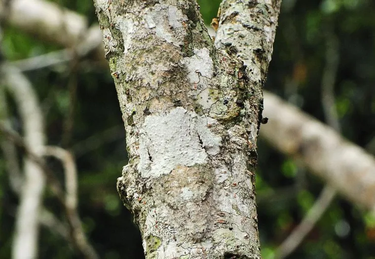 Pogledajte kako se životinje igraju skrivača!