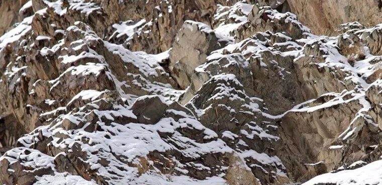 Pogledajte kako se životinje igraju skrivača!