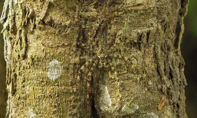 Pogledajte kako se životinje igraju skrivača!