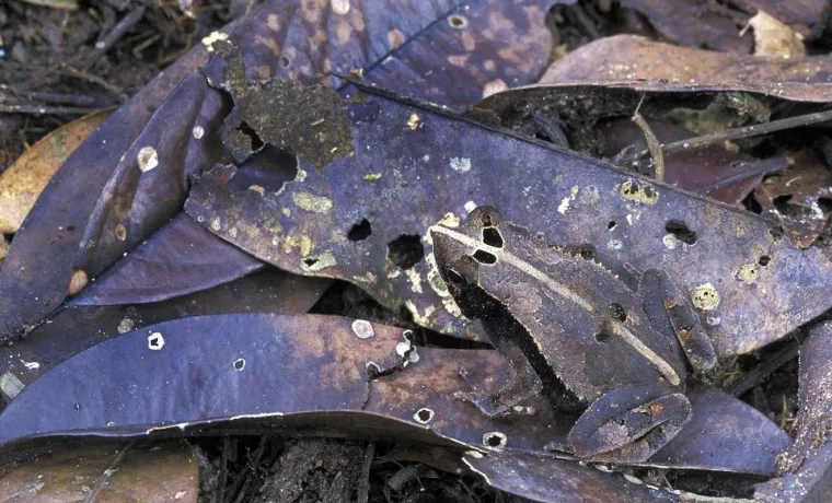 Pogledajte kako se životinje igraju skrivača!
