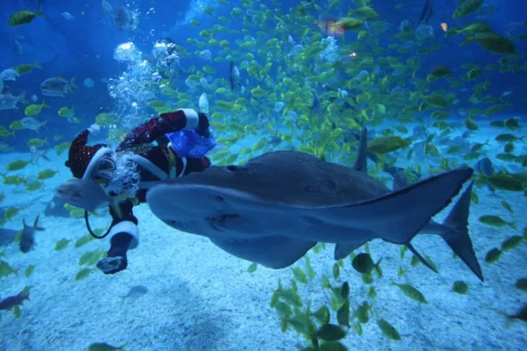 Odvažni Djed Božićnjak zaplivao s morskim psima