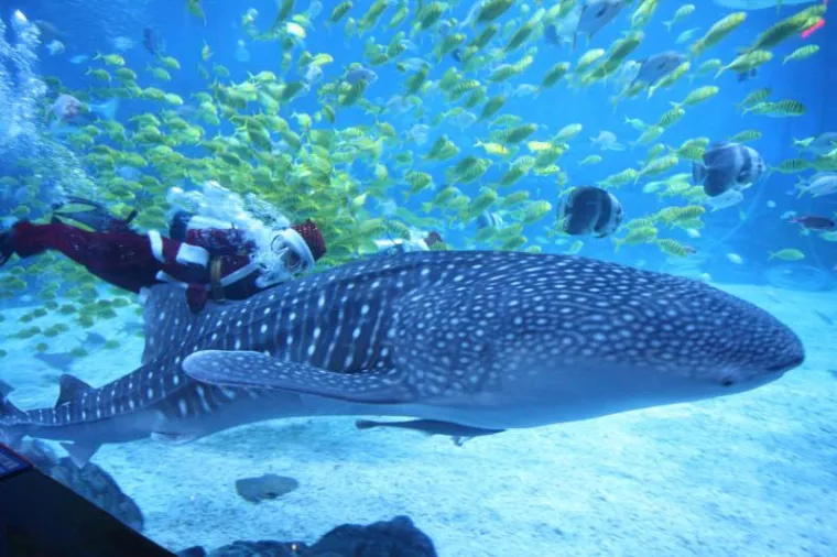 Odvažni Djed Božićnjak zaplivao s morskim psima
