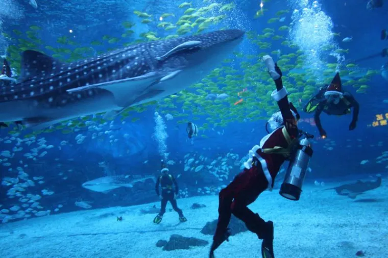 Odvažni Djed Božićnjak zaplivao s morskim psima