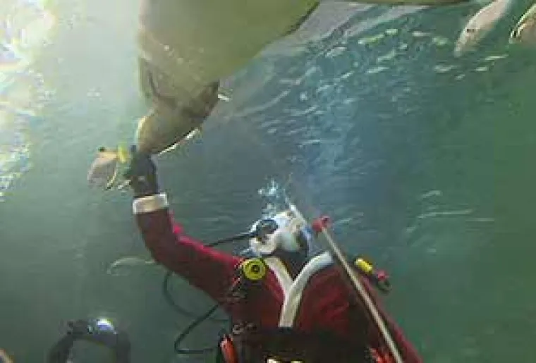 Odvažni Djed Božićnjak zaplivao s morskim psima