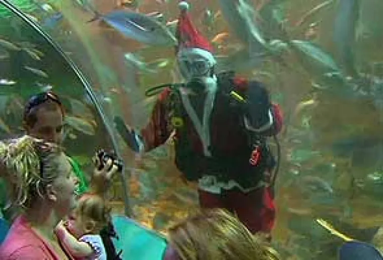 Odvažni Djed Božićnjak zaplivao s morskim psima