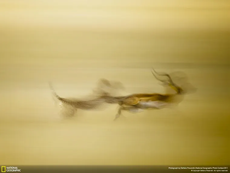 Iako je naknadno obrađena i iz nje su izbačeni svi neželjeni elementi, fotografija koja je uhvatila trenutak u kojem lovac dospijeva do svog plijena ostavlja bez daha. Za ovakav prizor možemo zahvaliti Stefanu Pesarelliju, koji ga je uslikao u Keniji.