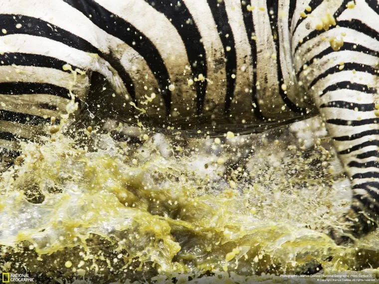 Tijekom safarija u Tanzaniji, Marius Coetzee uslikao je nevjerojatan prizor u kojem zebra punom brzinom trči prema vodi kako bi umanjila žeđ.