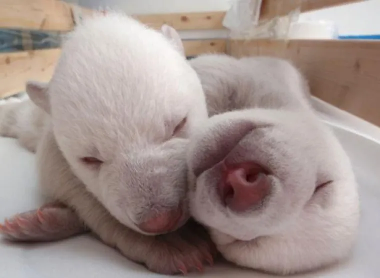 Preslatki polarni medvjedići osvojili svijet!