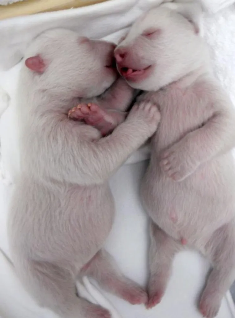 Preslatki polarni medvjedići osvojili svijet!