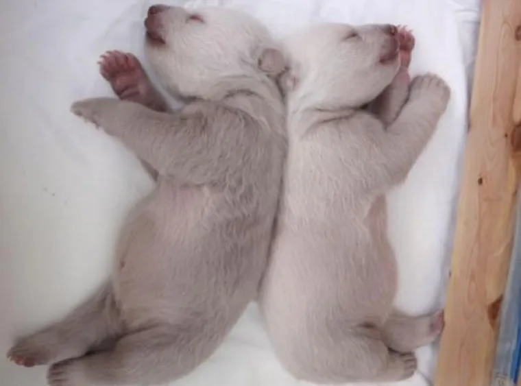 Preslatki polarni medvjedići osvojili svijet!