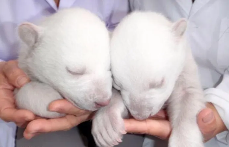 Preslatki polarni medvjedići osvojili svijet!