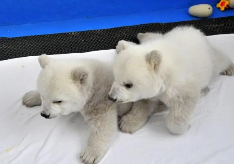 Preslatki polarni medvjedići osvojili svijet!