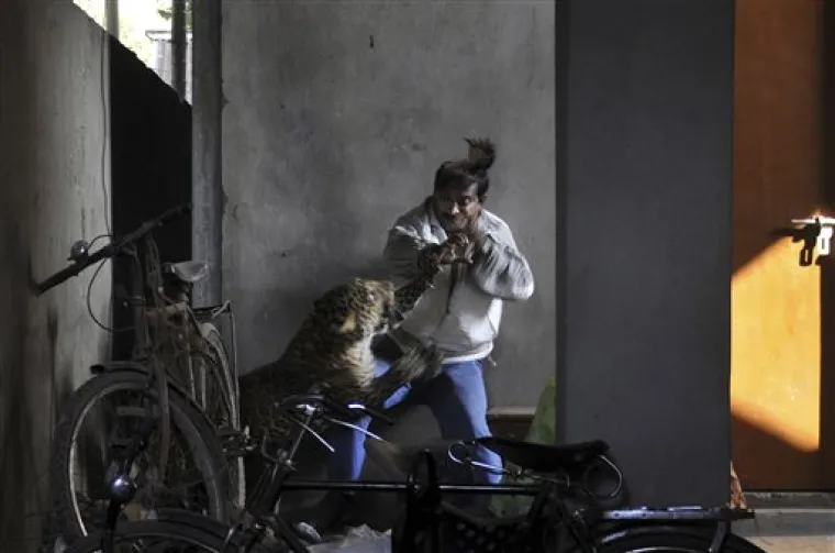 Oči u oči s divljim leopardom!