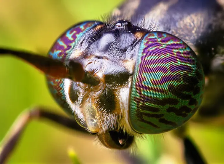 Tko se kukaca boji još?