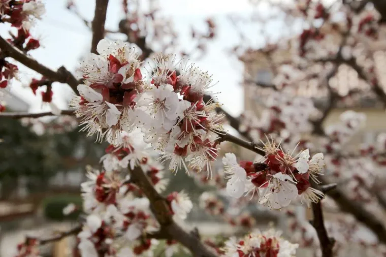 U 6 sati i 14 minuta proljeće je 'smijenilo' zimu, a rascvjetalo cvijeće je već ranije najavilo njegov dolazak.