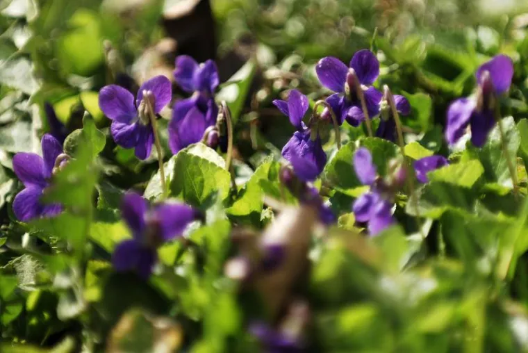 Proljeće stiglo u Hrvatsku