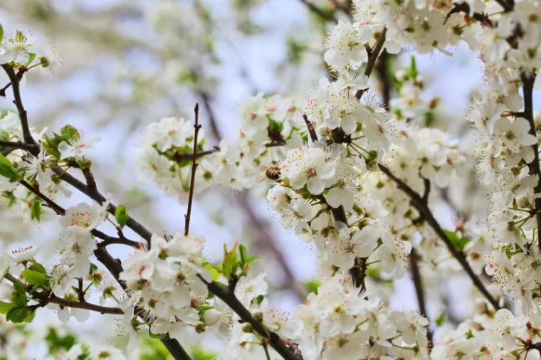Proljeće stiglo u Hrvatsku