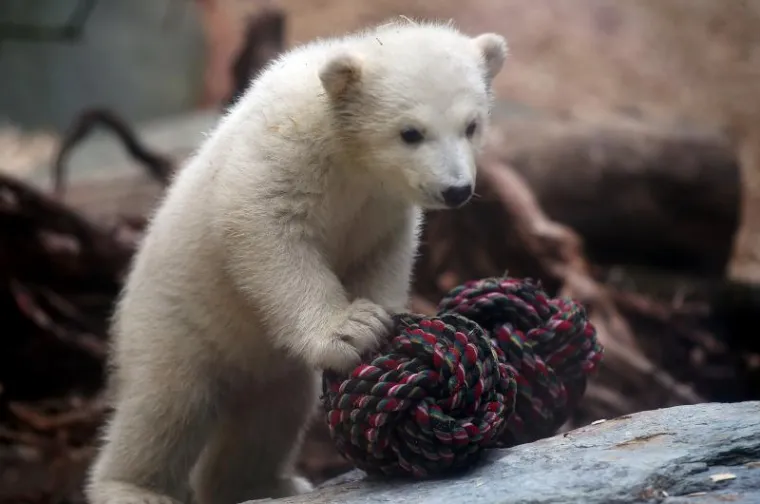 Bezbrižna igra preslatke Knutove polusestre