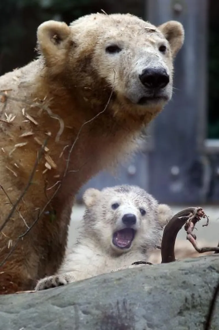 Bezbrižna igra preslatke Knutove polusestre