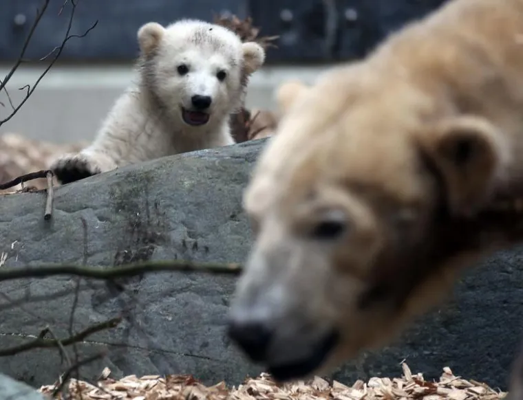 Bezbrižna igra preslatke Knutove polusestre