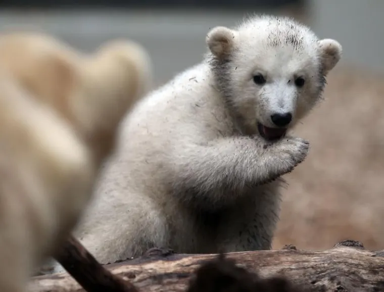 Bezbrižna igra preslatke Knutove polusestre