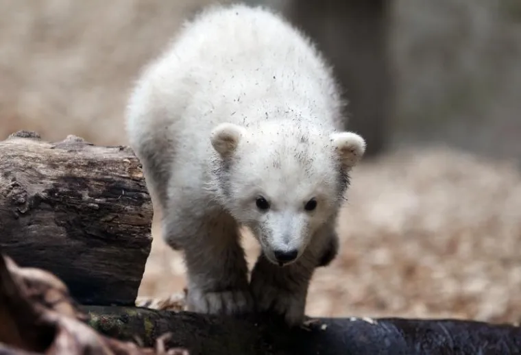 Bezbrižna igra preslatke Knutove polusestre