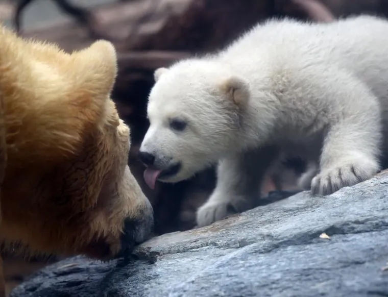 Bezbrižna igra preslatke Knutove polusestre