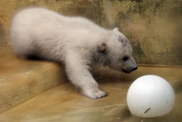 Bezbrižna igra preslatke Knutove polusestre