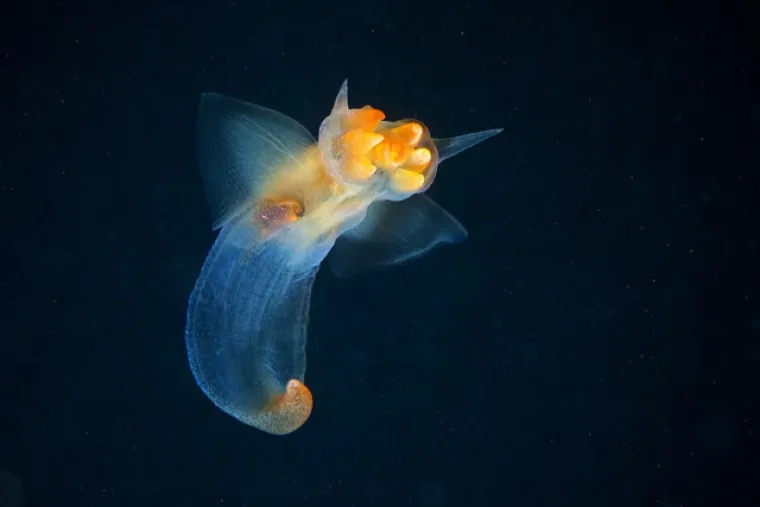 Zavirite u čudesan svijet ispod Bijelog mora!