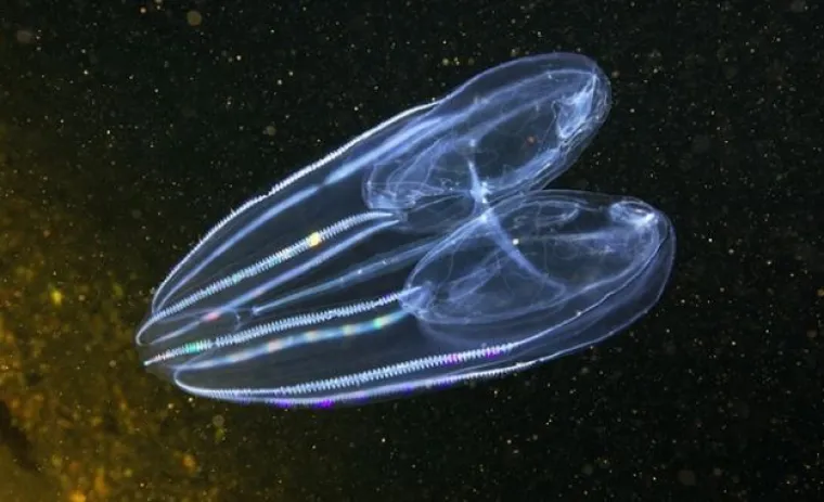 Zavirite u čudesan svijet ispod Bijelog mora!