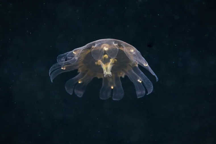 Zavirite u čudesan svijet ispod Bijelog mora!