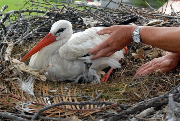 Klepetan i njegova Malena postali roditelji