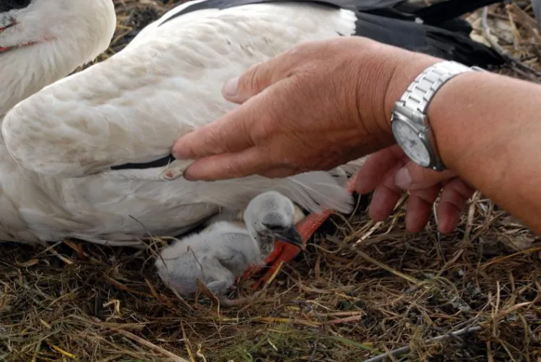 Klepetan i njegova Malena postali roditelji
