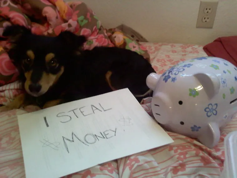 Pogledajte što su skrivili ovi psići!