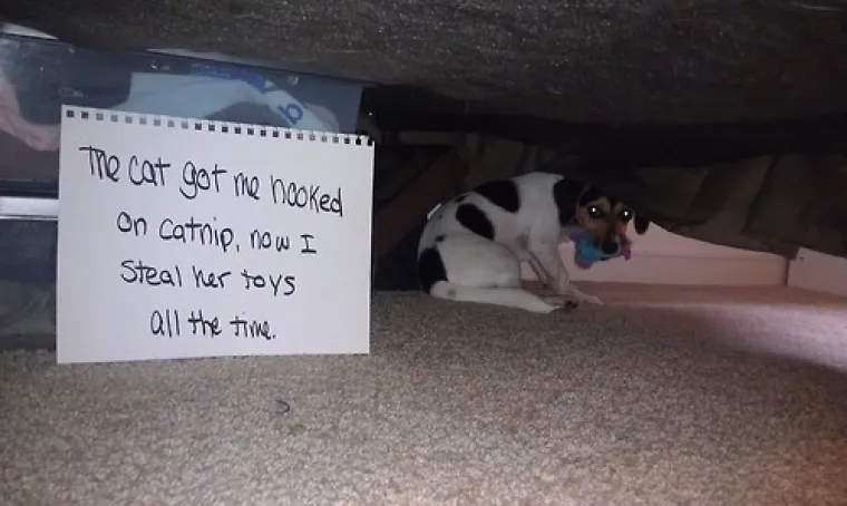 Pogledajte što su skrivili ovi psići!