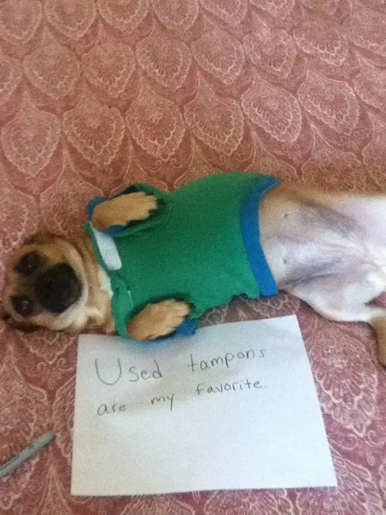 Pogledajte što su skrivili ovi psići!