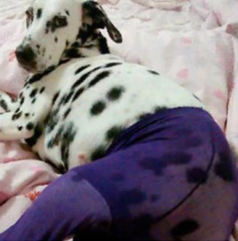 Psi u ženskim čarapama