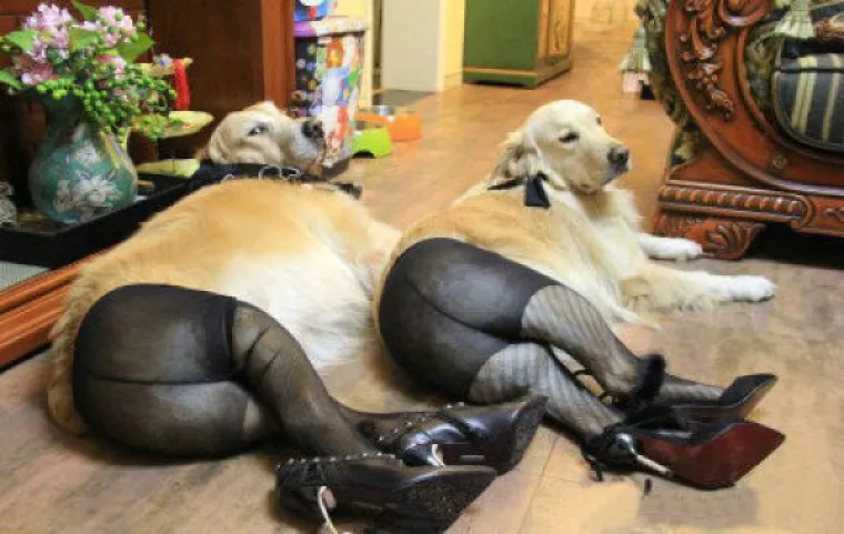 Psi u ženskim čarapama