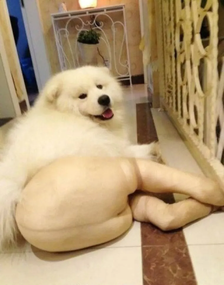 Psi u ženskim čarapama