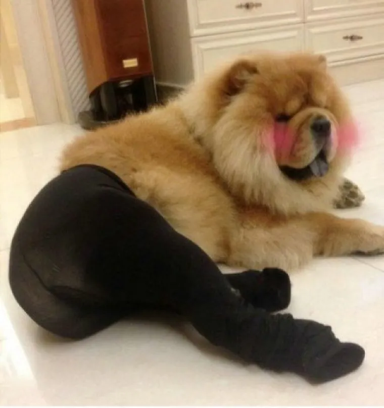 Psi u ženskim čarapama