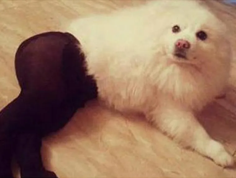 Psi u ženskim čarapama