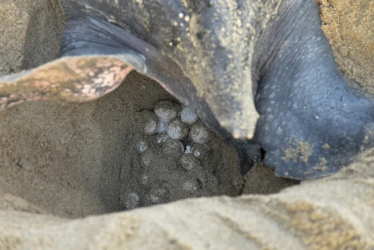 Kornjača je položila jaja u pijesak i vraća se u more