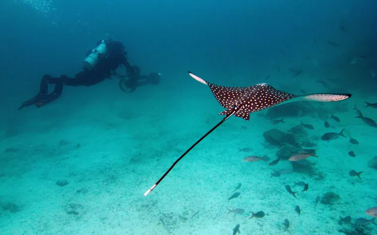 Google Maps ekipa snimala je Galapagos i njegovo podmorje