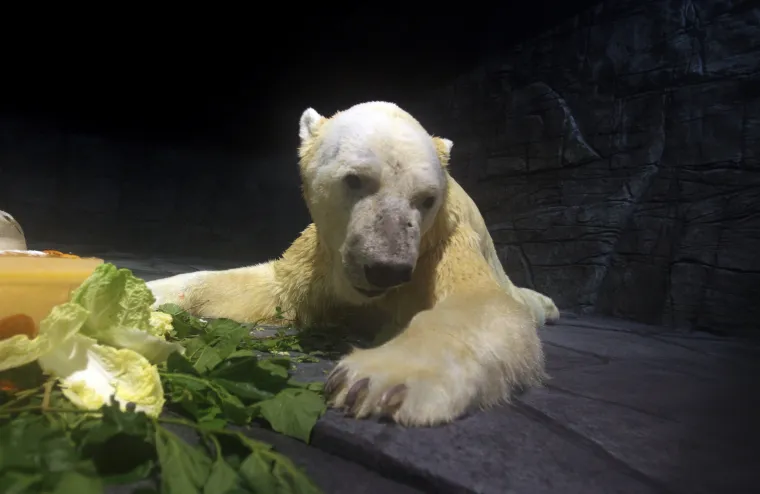 Prvi polarni medvjed rođen u Zoološkom vrtu u Singapuru