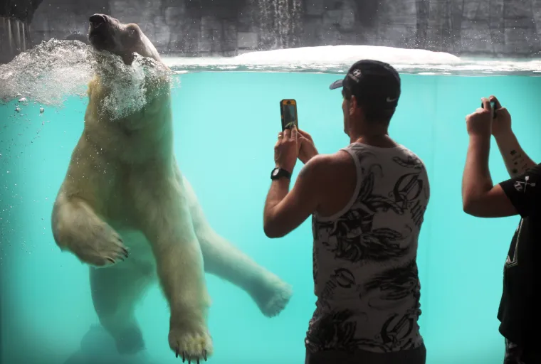 Prvi polarni medvjed rođen u Zoološkom vrtu u Singapuru