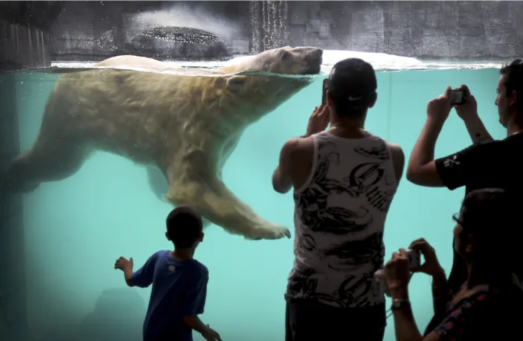 Polarni medvjed iz Singapura