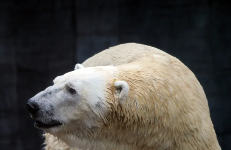 Polarni medvjed iz Singapura