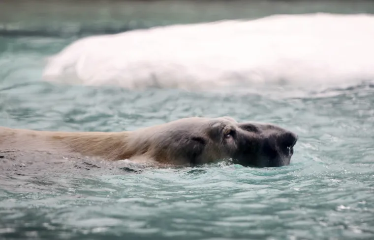 Polarni medvjed iz Singapura