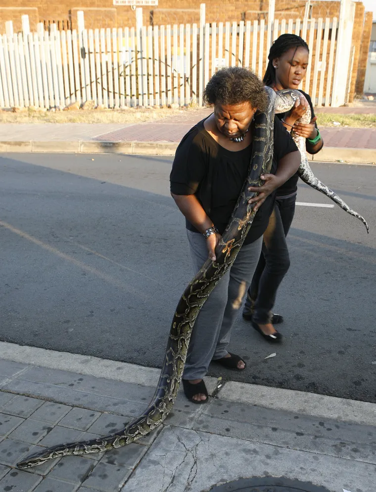 Soweto Snake Show