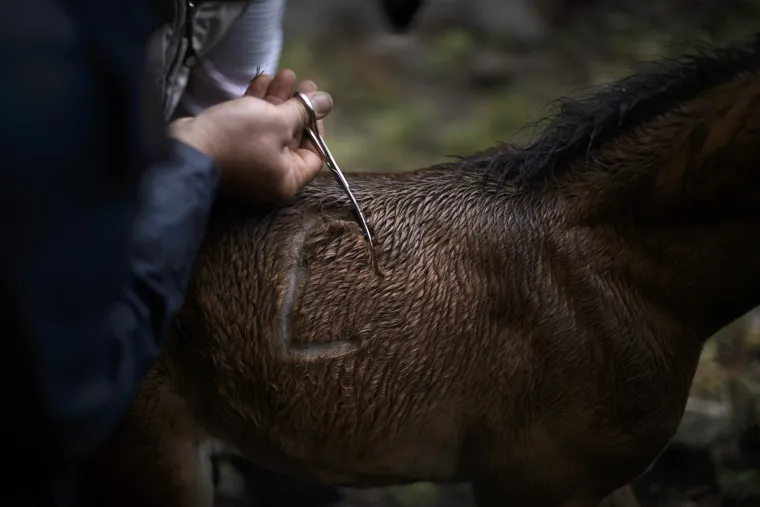 Rapa das bestas ili "Šišanje zvijeri" je tradicionalni festival koji datira još iz 15. stoljeća